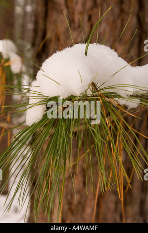 Pine branch, covered with snow Stock Photo - Alamy
