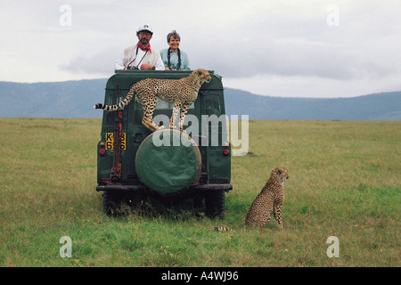 Habituated wild female cheetah standing on spare wheel of Land Rover in the Masai Mara National Reserve Kenya East Africa Stock Photo