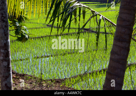 View on rice field through trees in Goa India Stock Photo