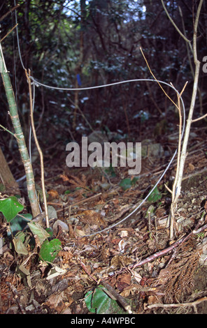 Wire snare trap hi-res stock photography and images - Alamy