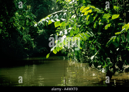 Korthalsia robusta rattan palm on banks of small river in lowland tropical rain forest. Gunung Mulu National Park, Malaysia, Borneo, Sarawak (part of Sundaland biodiversity hotspot). Stock Photo