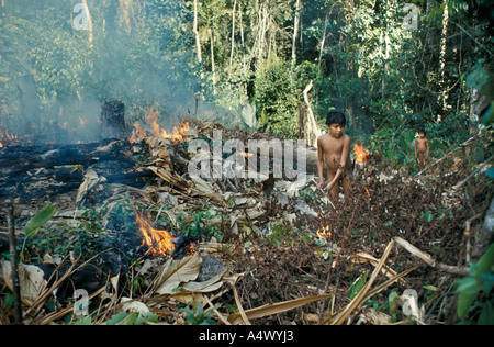 Slash and burn agriculture:  E'ñepa (Panare) indigenous boys setting fire to cut rainforest to cultivate it. Southern Bolivar State, Venezuela. Stock Photo