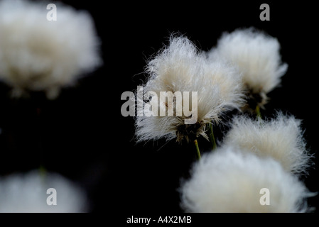 close up of harestail cotton grass north uist western isles scotland in may Stock Photo