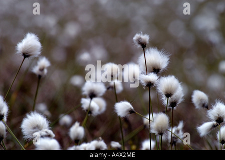 landscape mid shot of harestail cotton grass highlands scotland in may Stock Photo