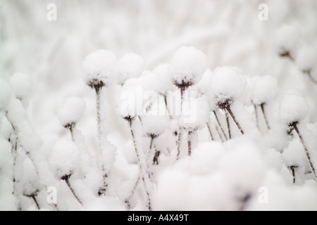 Snow covered plants in Busey Woods Illinois Stock Photo