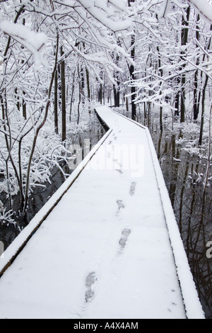 Snow covered trees in Busey Woods Illinois Stock Photo