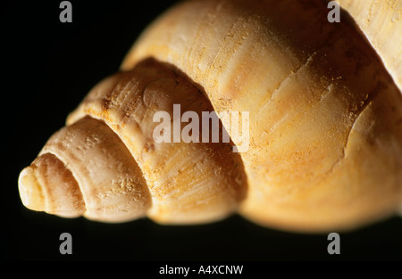 Conical sea shell - close up Stock Photo