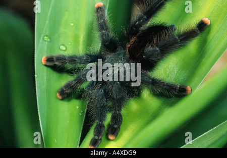 pinktoe tarantula (Avicularia avicularia), sitting on a plant Stock Photo