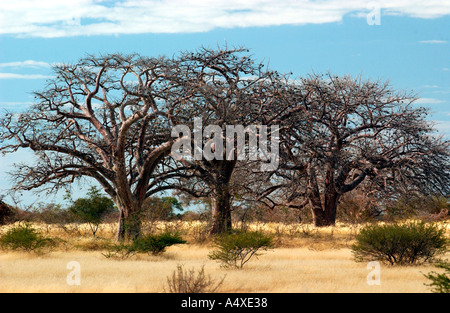 Three Africa Chestnut trees Stock Photo