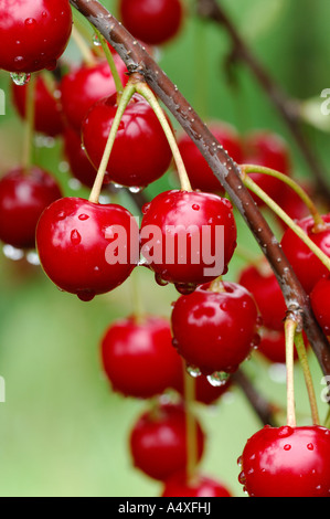 Sour cherry on tree with water drops Stock Photo
