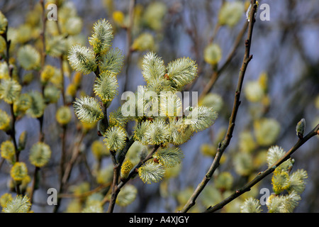 Flowering goat willow - great sallow - with male willow catkins (Salix caprea) Stock Photo