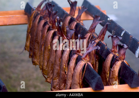 Arbroath  kippers being smoked in the traditional way Stock Photo