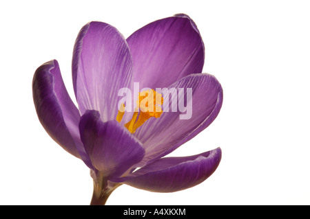 Spring crocus (Crocus vernus hyb.) Stock Photo