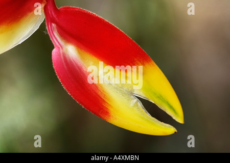 Hanging lobster claw (Heliconia rostrata), Bali, Indonesia Stock Photo