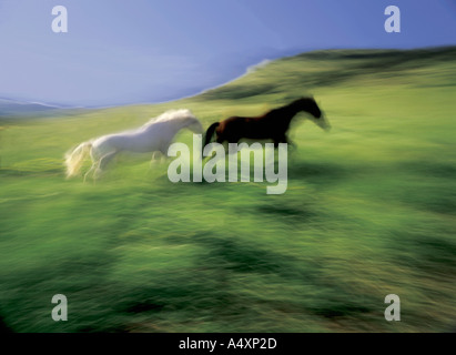 One white horse and one dark horse in blurred motion running across a green pasture Montana USA Stock Photo