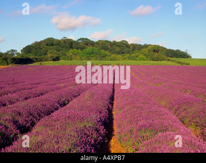 Lavender field in July at Heacham in West Norfolk England UK Stock Photo