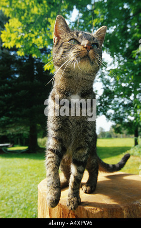 domestic cat, house cat (Felis silvestris f. catus), young standing on a log of wood, looking up, Germany Stock Photo