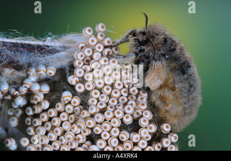 vapourer moth, common vapourer, rusty tussock moth (Orgyia antiqua, Orgyia recens), female with eggs Stock Photo