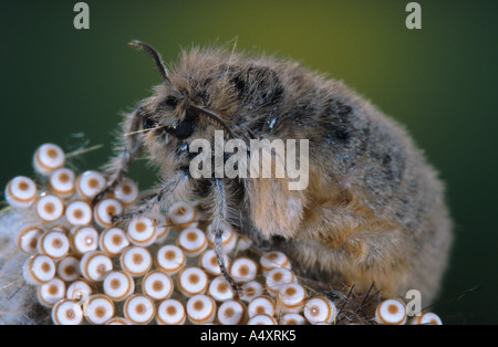 vapourer moth, common vapourer, rusty tussock moth (Orgyia antiqua, Orgyia recens), female with eggs Stock Photo