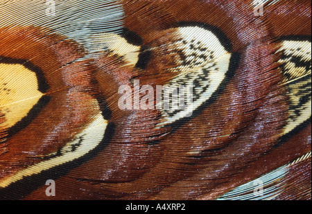 common pheasant (Phasianus colchicus), detail of feathers
