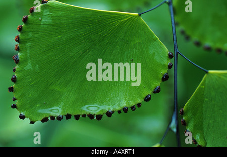diamond maiden hair (Adiantum trapeziforme), sporangium at the edge of a leaf Stock Photo