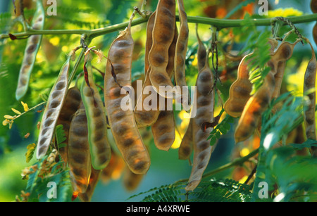 Plume Acacia, Cape Wattle (Albizia lophantha, Acacia lophantha, Paraserianthes lophantha), fruits Stock Photo