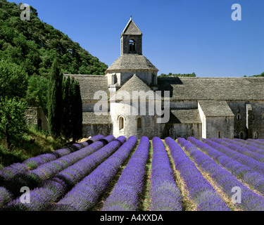 FR - VAUCLUSE: Abbaye Notre Dame de Senanque near Gordes Stock Photo
