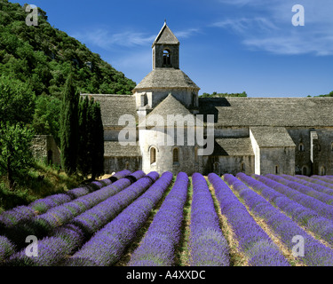 FR - VAUCLUSE: Abbaye Notre Dame de Senanque near Gordes Stock Photo