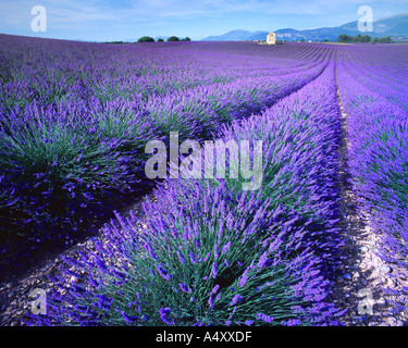 FR - ALPES DE HAUTE PROVENCE: Lavender Field Stock Photo