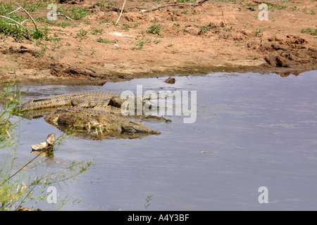 Crocodiles lying in the limpopo river Stock Photo