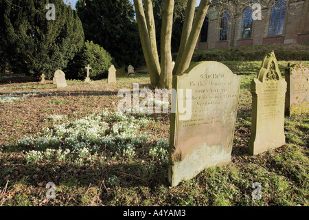 snowdrops churchyard Tardebigge church Worcestershire the Midlands England Stock Photo