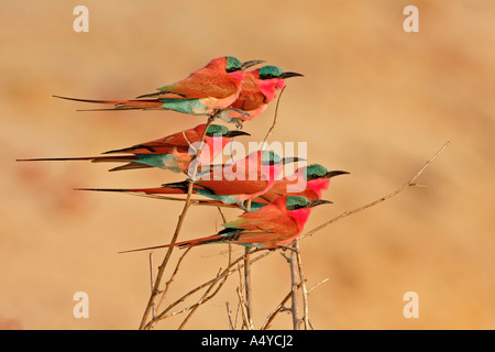 Carmin Bee-eater (Merops nubicoides), Zambezi (Sambezi), Caprivi, Namibia, Africa Stock Photo