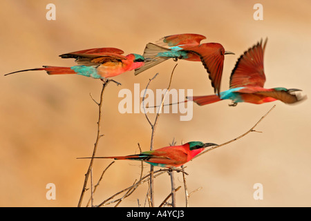 Flying Carmin Bee-eater (Merops nubicoides), Zambezi (Sambezi), Caprivi, Namibia, Africa Stock Photo
