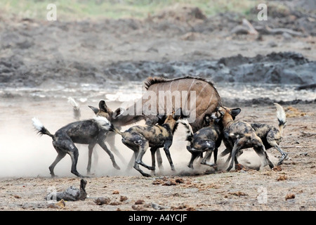 African wilddogs - Lycaon pictus - are hunting a carless young kudu. Africa, Botswana, Linyanti, Chobe National Park, wildlife Stock Photo