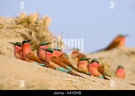 Colony of Carmin Bee-eater (Merops nubicoides), Zambezi (Sambezi), Caprivi, Namibia, Africa Stock Photo