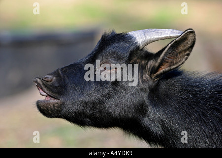 Joung goat (Capra hircus) Stock Photo