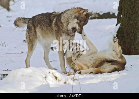 hierarchy between two wolfs Canis lupus lupus Stock Photo