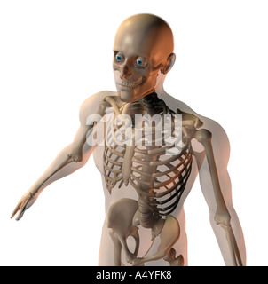 Skinless Skeleton skeleton with transparent skin Stock Photo - Alamy