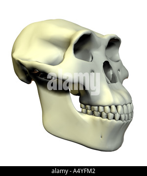 Skull Australopithecus afarensis Stock Photo