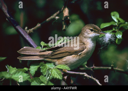 reed warbler Acrocephalus scirpaceus with wool Stock Photo