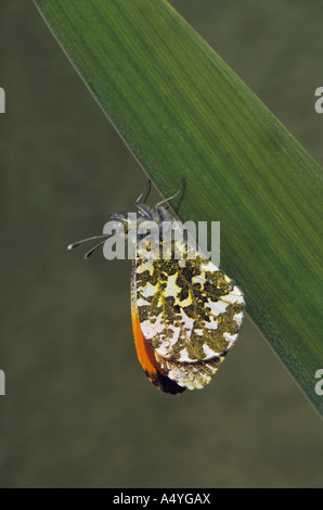orange tip butterfly Anthocharis cardamines Stock Photo