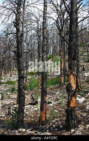 Dead wood after the forest fire Stock Photo