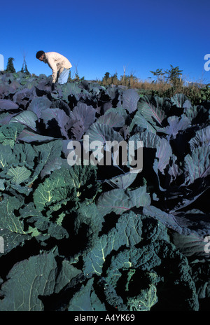 Organic farmer with black beret in Eastern Canada tending his crop of cabbage and other green vegetables Stock Photo