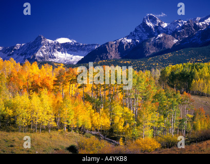 Aspen trees in fall color and the Sneffels Range of the San Juan Mountains Dallas Divide area Colorado USA