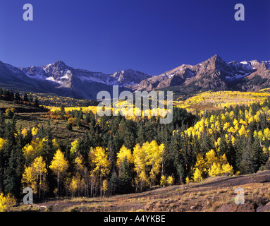 Aspen in fall color and the Sneffles Range Dallas Divide Colorado USA