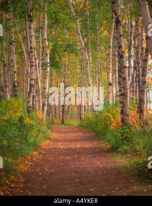 Path in paper or white birch (Betula papyrifera) forest autumn Split Rock Lighthouse State Park Minnesota USA Stock Photo