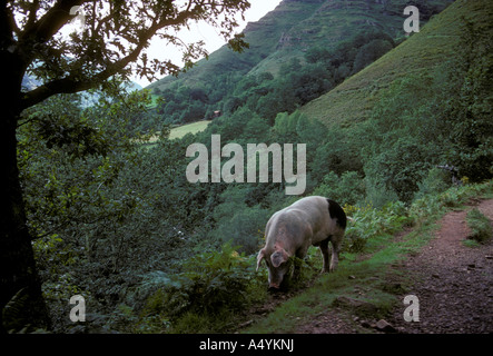 pig, pig looking for food, digging for food, French Basque Country, village of Bidarray, Bidarray, France, Europe Stock Photo