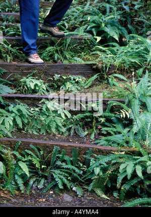 Hiker walking down fern bordered steps along a path in Jedediah Smith Redwoods State Park northern California USA MR Stock Photo