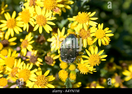 Plantlife and Large Bugs on Lundy Island Stock Photo