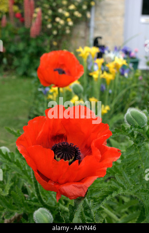 Poppy in English Summer Garden Stock Photo